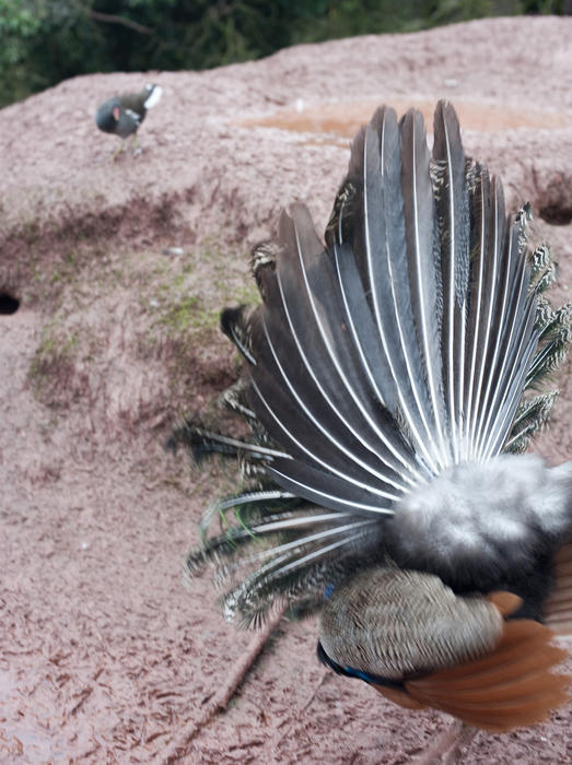 Rear view of a male peacock display during mating when it spreads out the elongated train covert feathers in a fan, often referred to as the tail