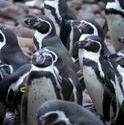 6360   Group of Humbolt penguins