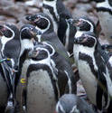 6361   Group of humbolt penguins