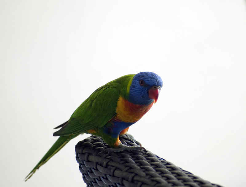 Colourful Australian rainbow lorikeet perched on the back of a wicker chair against a white background