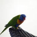 6362   Rainbow lorikeet on wicker chair