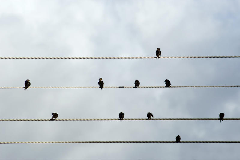 Social Distancing Concept - Flock of birds perched preening on electrical wires silhouetted against a cloudy sky