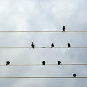 stock image 6363   Birds preening on electrical wires