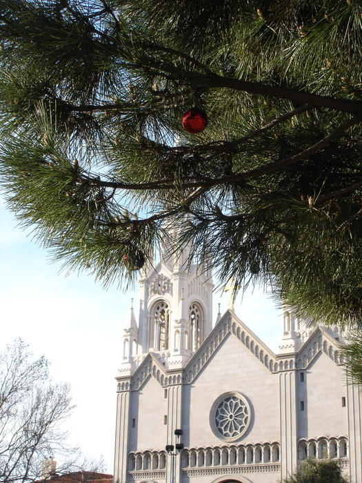 a single christmas ball hanging from a tree in washington square, san francisco