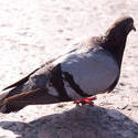 7243   pigeon