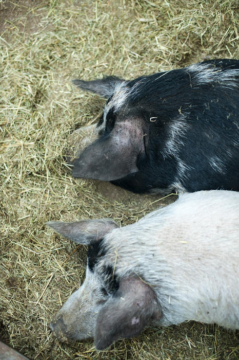 High angle view of two domestic pigs lying on straw in a pig pen at a farm