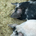 6273   Two domestic pigs on straw