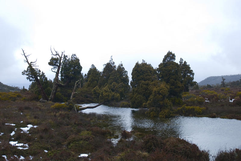 trees growing by the side of pine lake, tasmania highlands