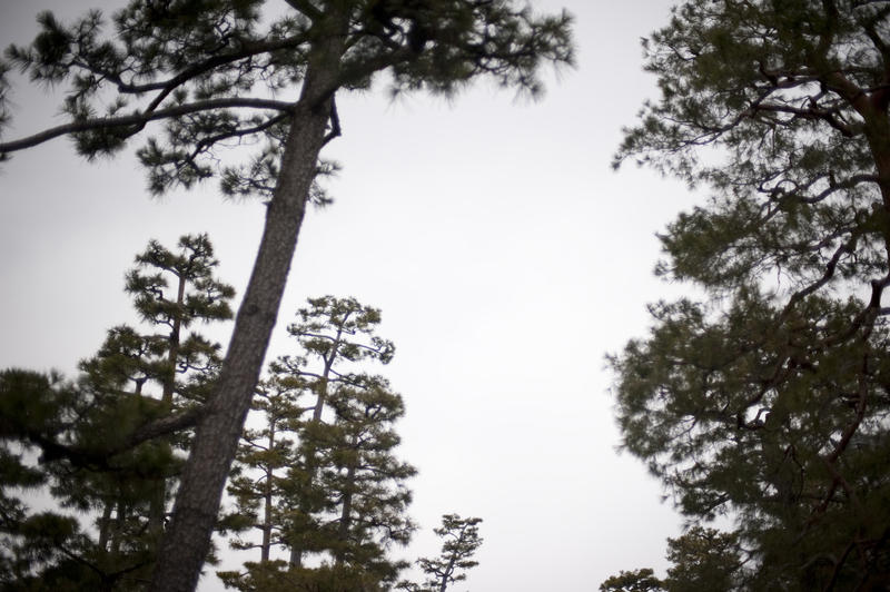 narrow depth of field image of pine trees in a temple garden