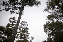6021   japanese pine trees