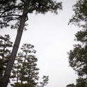 6021   japanese pine trees