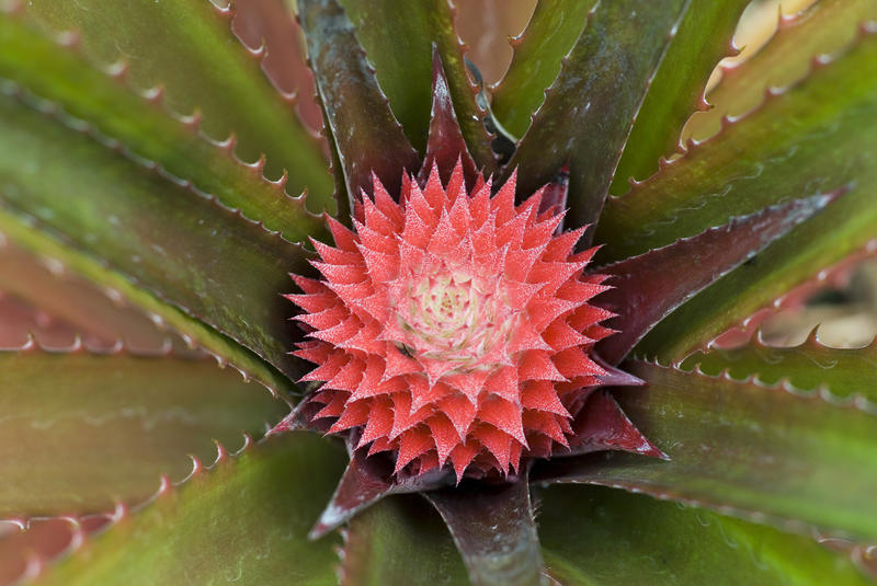 macro image pineapples growing on a pineapple plantation