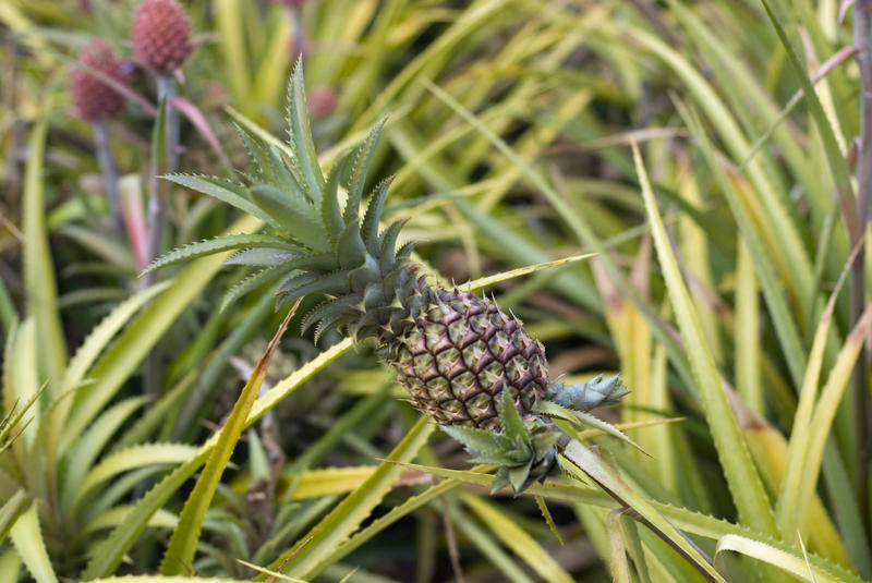 pineapple growing on a pineapple farm