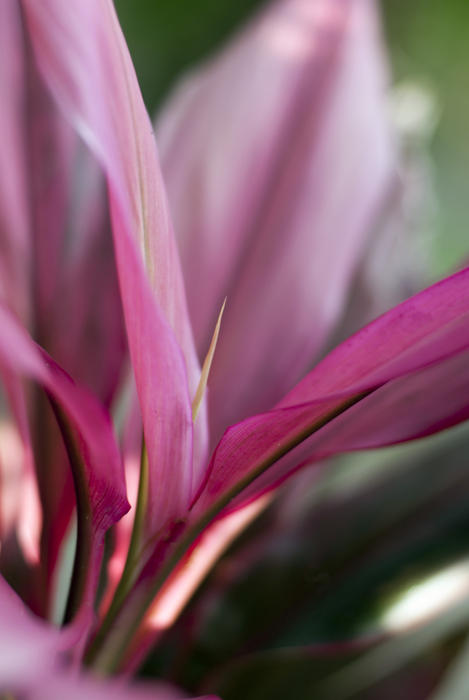 Pink cordyline flower, a monocut tropical plant known for being able to reproduce from small pieces of stem