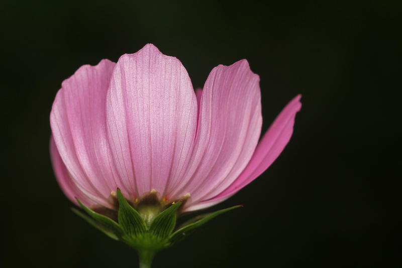 <p>Daspetiya Flower</p>Daspetiya Flower