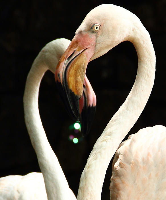 Flamingos taken at Zoo, Dehiwala, Sri lanka