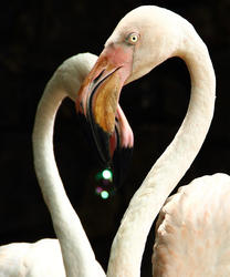 5334   Flamingo in love