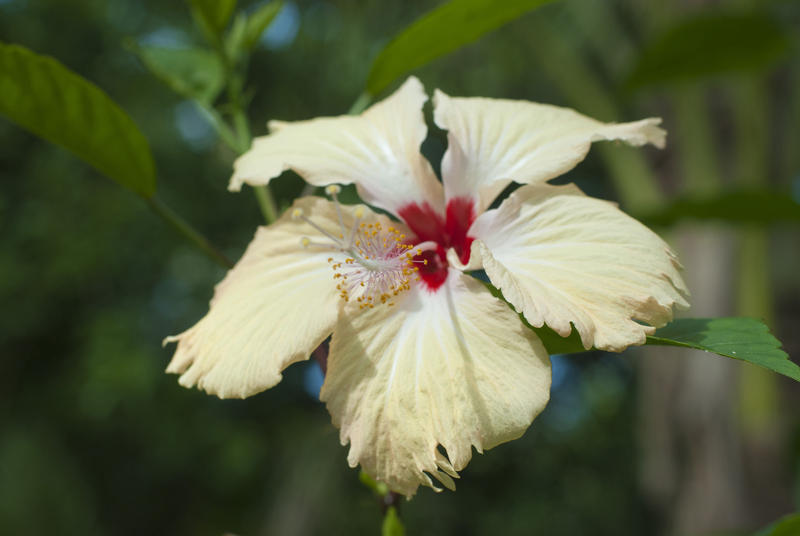 Beautiful yellow hibiscus flower with a scarlet throat growing on a bush in the tropics