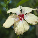 6315   Beautiful yellow hibiscus flower