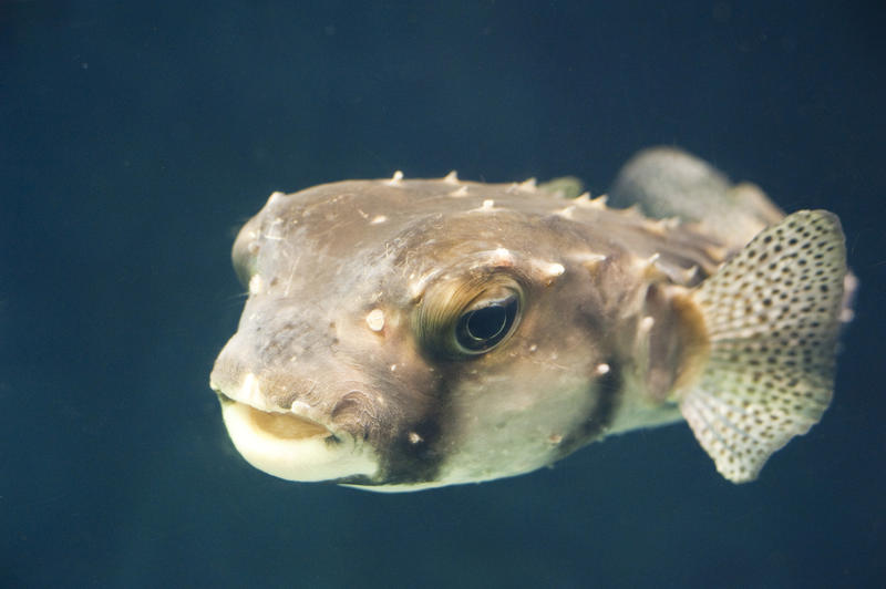 Pufferfish or globefish which has the ability to inflate its stomach when threatened and which contains strong neurotoxins in its organs that can be fatal to humans