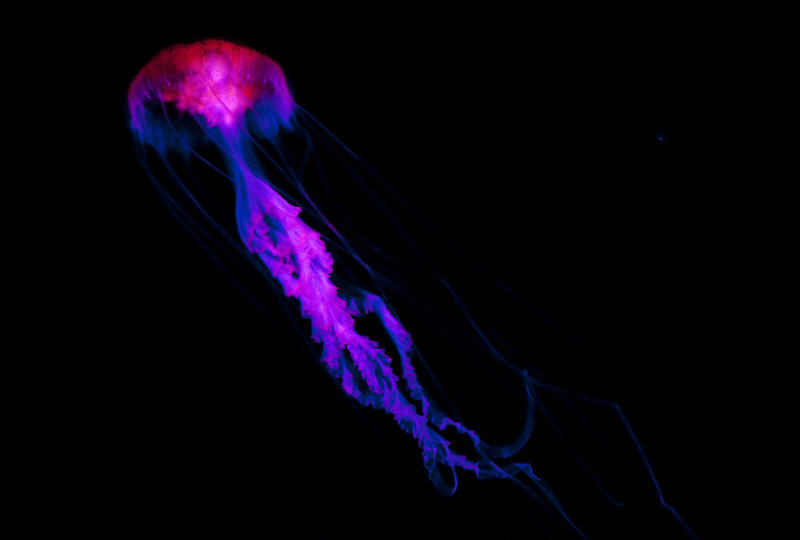 Purple flourescent jellyfish swimming underwater in a marine aquarium trailing long tentacles through the water