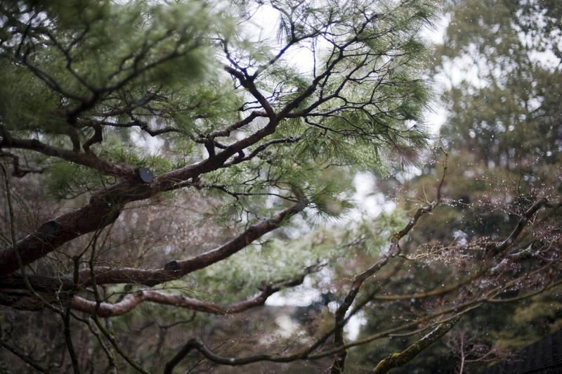 background image of trees in the gardens at koto-in, kyoto japan