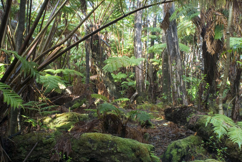 dappled sunlight falling on tropical rainforest plants in the hawaii volcanoes national park, big island, Hawaii.