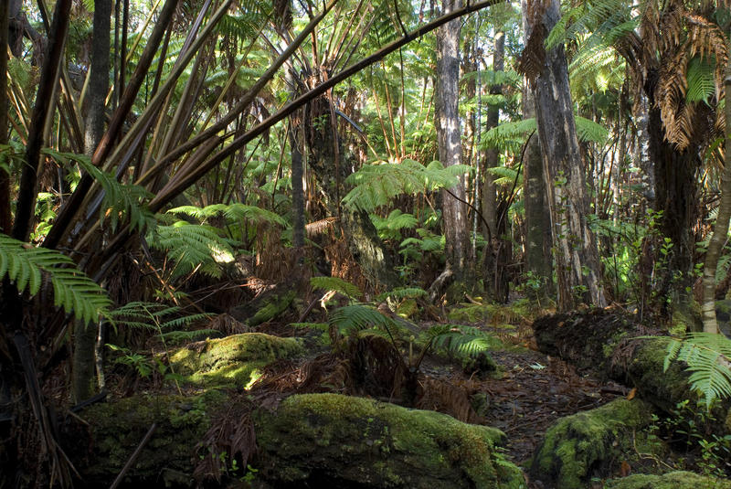 Verdant lush tropical rainforest in the hawaiian volcanoes national park Hawaii big island