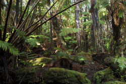 5487   hawaiian rainforest vegetation