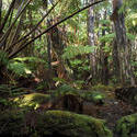 5487   hawaiian rainforest vegetation