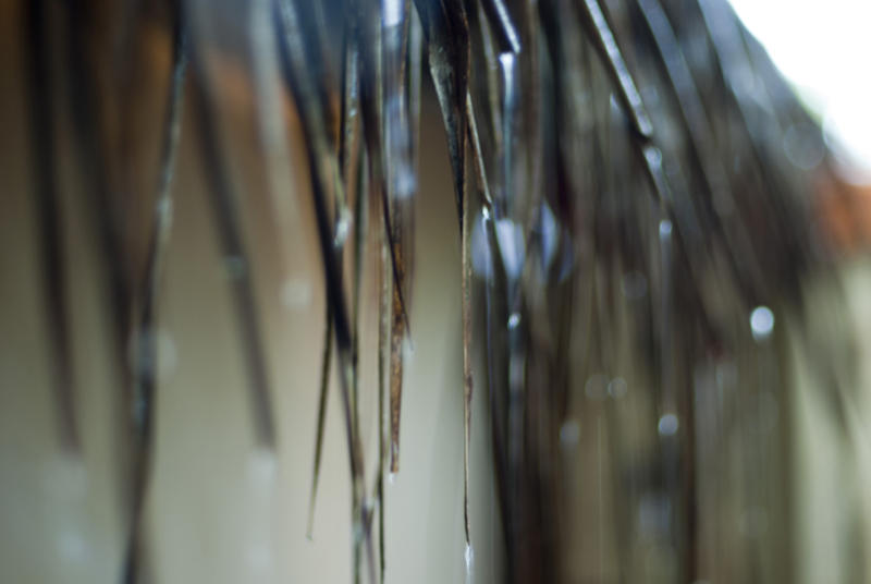 Closeup view of rain dripping off wet thatch on a roof of a hut in the tropics