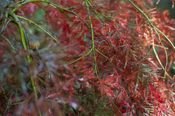 5171   Plant with red leaves
