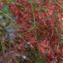 5171   Plant with red leaves