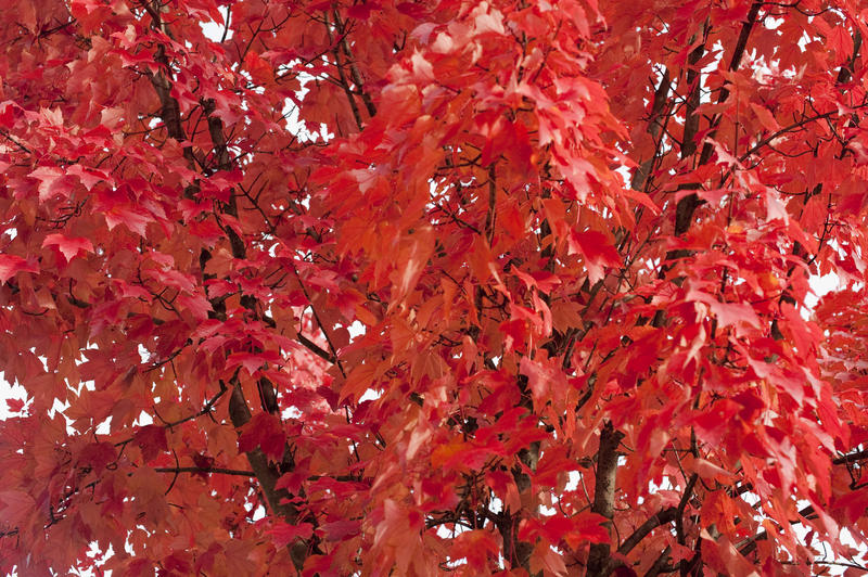 Background of vivd red autumn or fall foliage, conceptual of the changing cycle of seasons