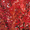 5172   Red Autumn Leaf Background
