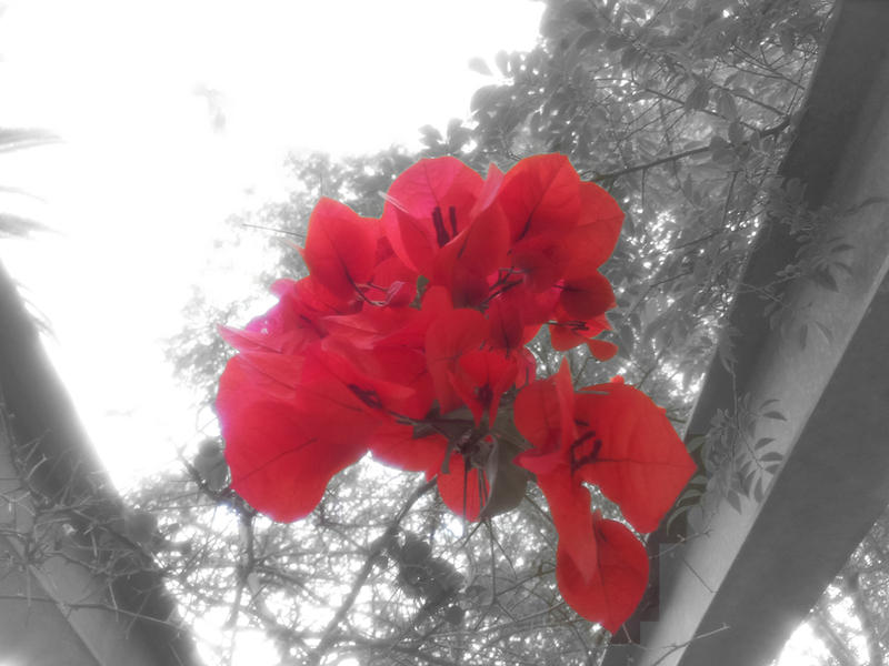 <p>Red flowers, hibiscus.</p>
