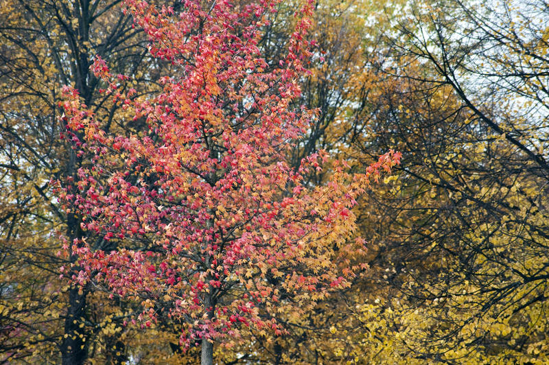 Background of a young tree with colourful red autumn leaves in woodland