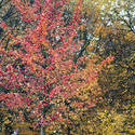 5173   Colourful Red Autumn Foliage