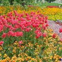 5250   red tulips mainau