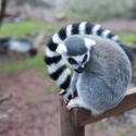 6274   Ring tailed lemur on a fence post