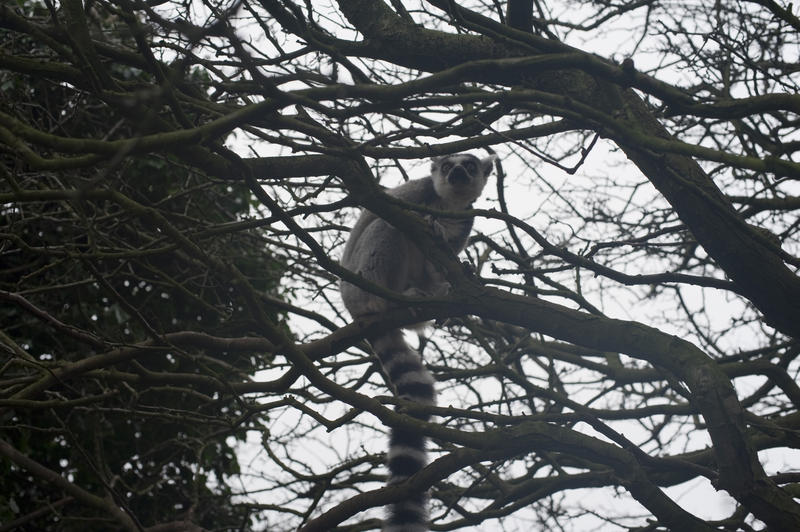 Ring-tailed lemur with its distinctive barred striped tail perched in the branches of a tree