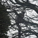 6386   Ring tailed lemur in tree