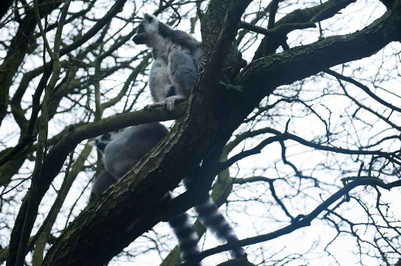 Madagascan lemurs in captivity perched high in the branches of a tree with copyspace