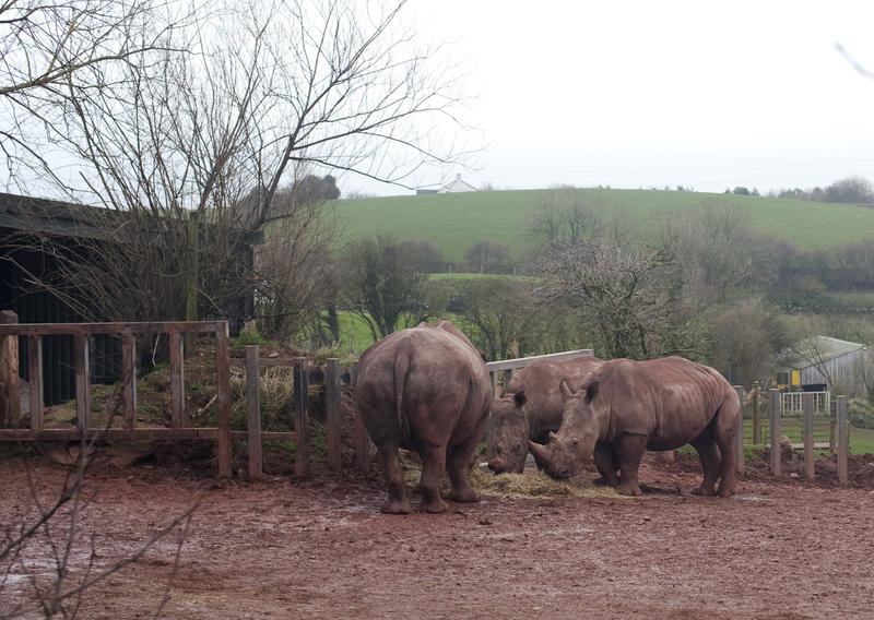 A group of African rhino feeding in captivity on dried hay in an enclosure