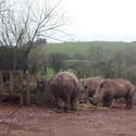 6275   Rhino feeding in captivity