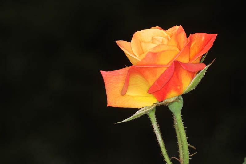 <p>Rose flower- Huggala Botanical Garden, Sri ;Lanka</p>Rose, Huggala, Srilanka