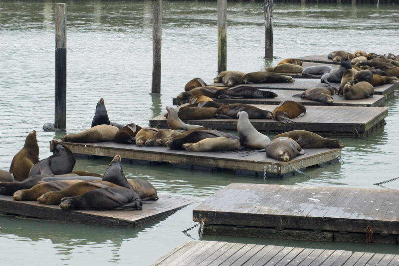 seals sunbathing on floating pontoons, fishermans wharf sanfrancisco