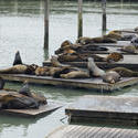 5605   fishermans wharf seals
