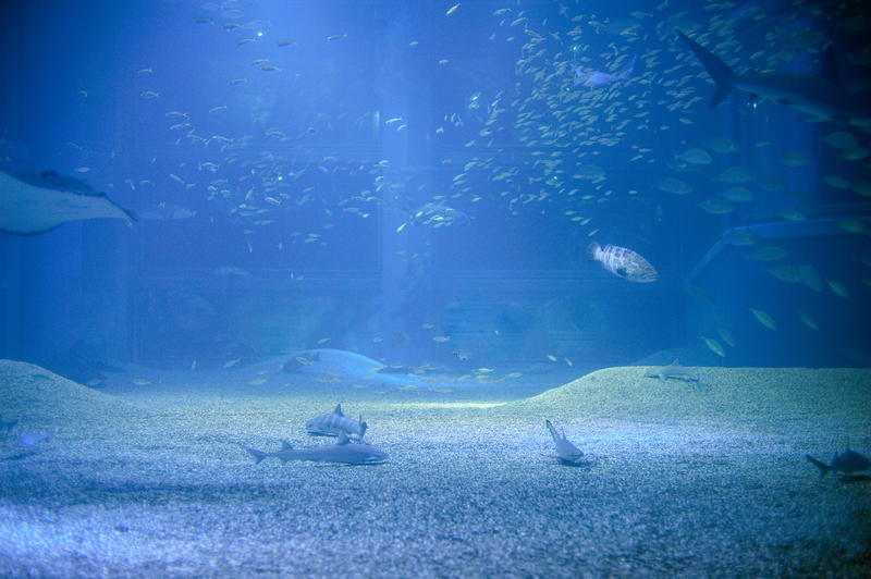 Captive lemon shark, Negaprion brevirostris swimming along the bottom of an aquarium tank