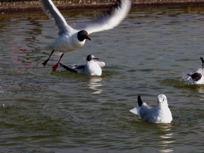 <p>Seagull flying low</p>Southsea Seagulls